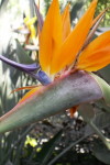 Bird of Paradise Flower