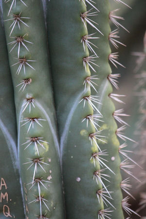 Cereus Cactus Plant