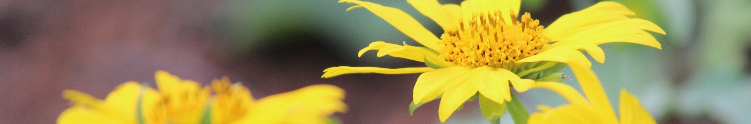 Interior Plants and Flowers