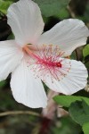 Hibiscus Waimea Flower