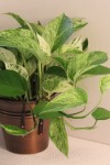 Pothos Marble Queen, Epipremnum aureum