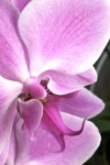 Orchid Flower Purple