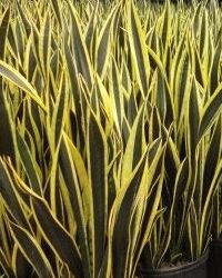 Sansevieria Black Gold Interior Plant