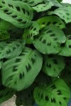 Maranta common name Prayer Plant