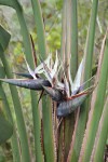 Flowering White Bird of Paradise - Strelitzia