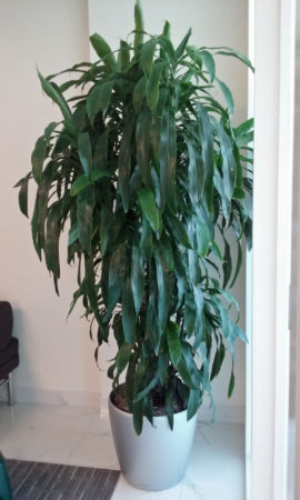 Indoor Plants Care Dracaena Lisa Cane