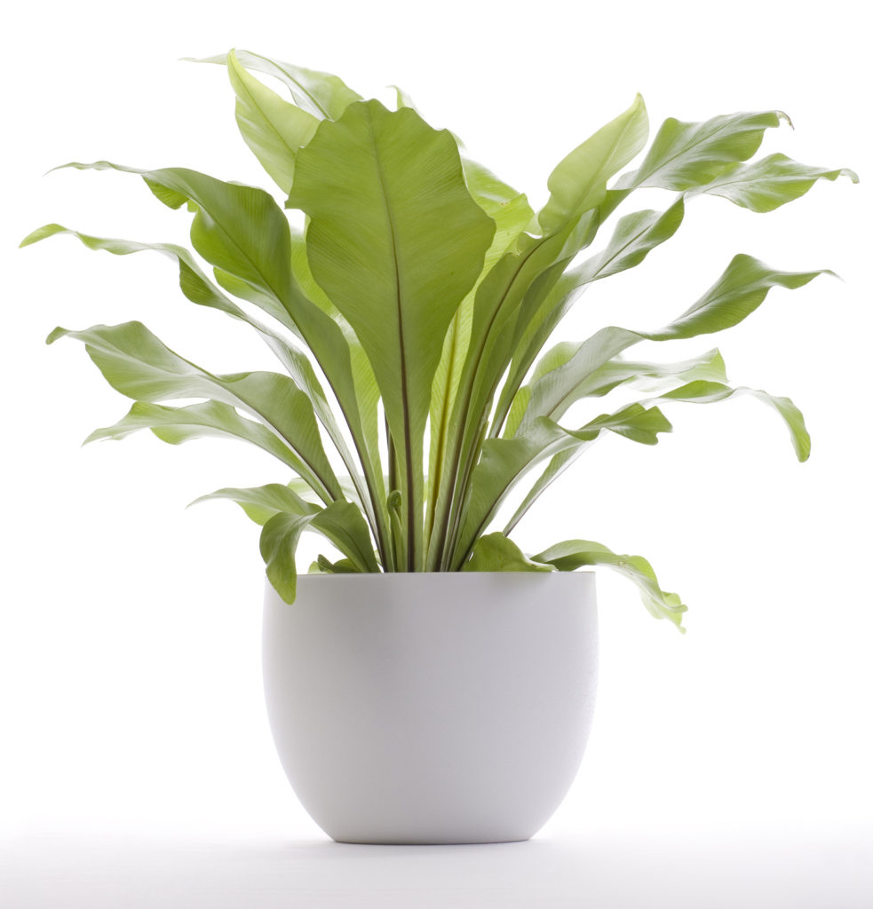 Birds Nest Fern Interior Plant