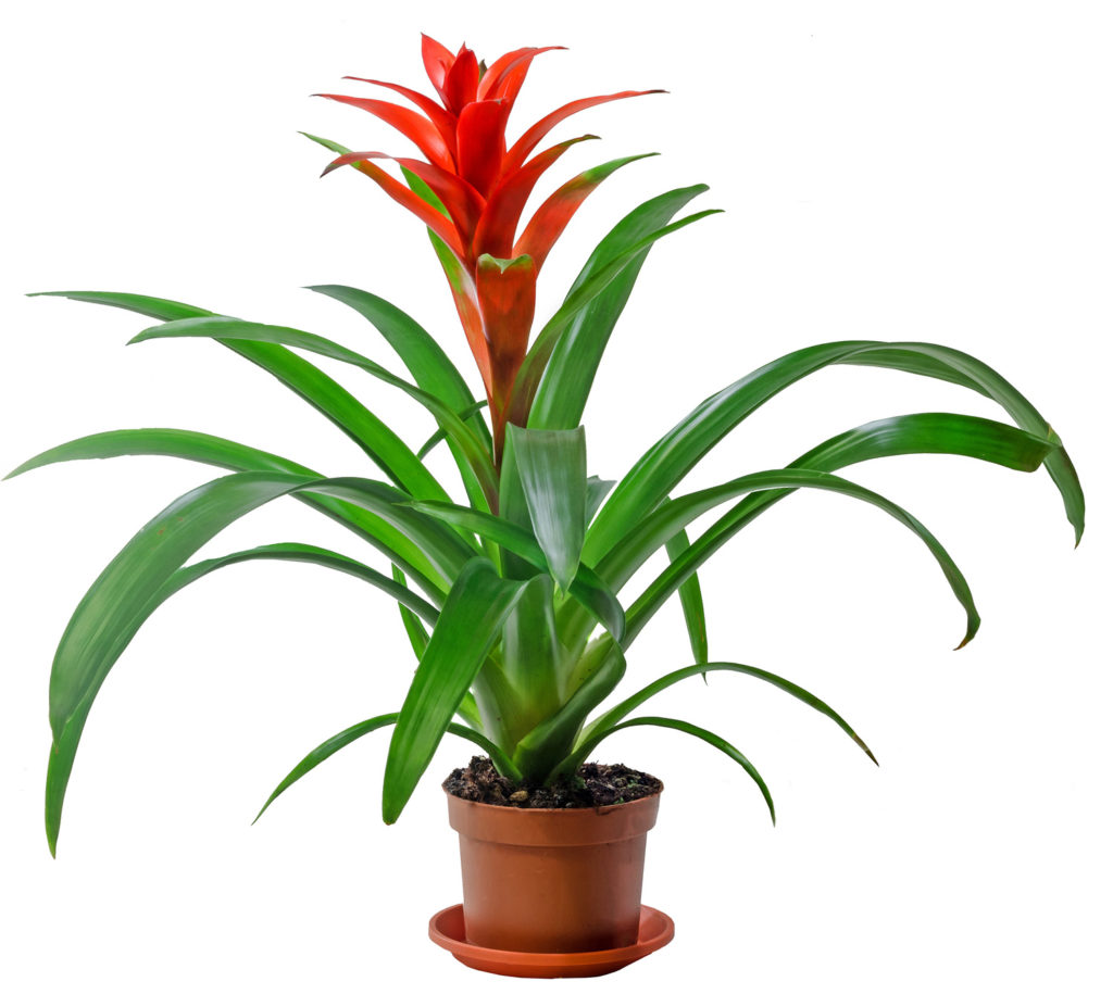 Bromeliad Guzmania Interior Plant