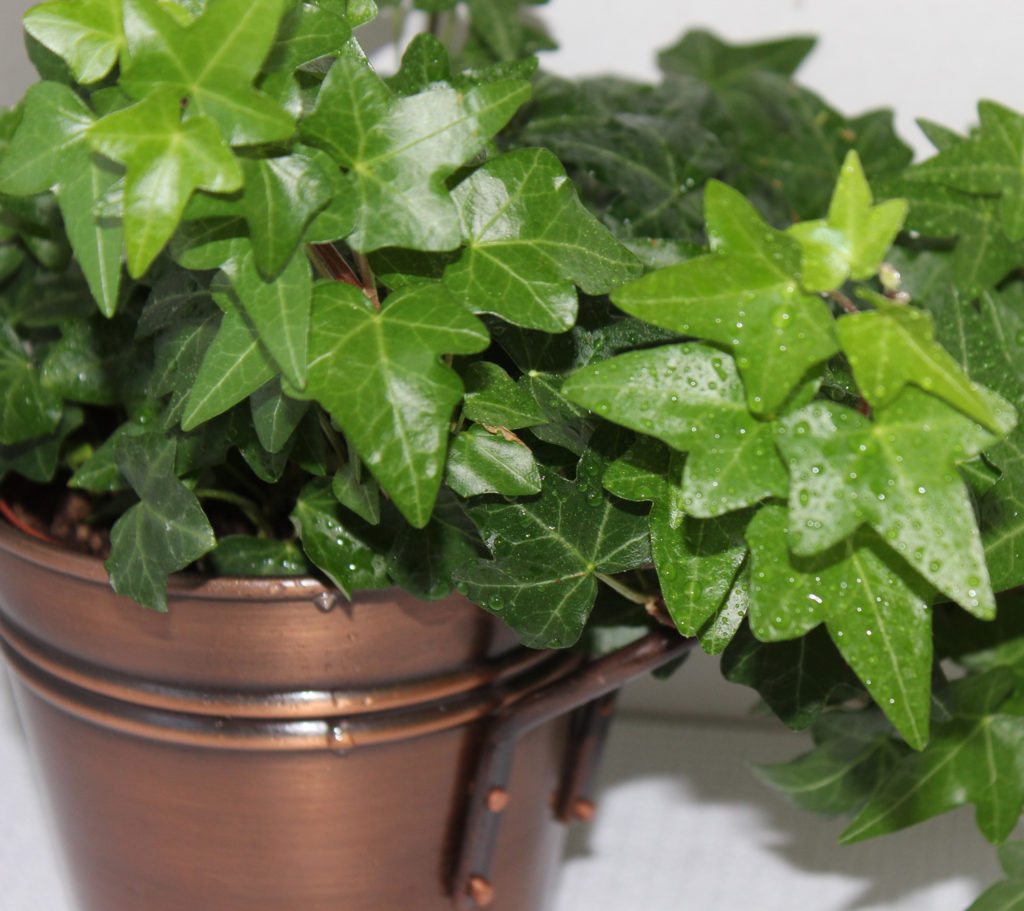 English Ivy Interior Plant