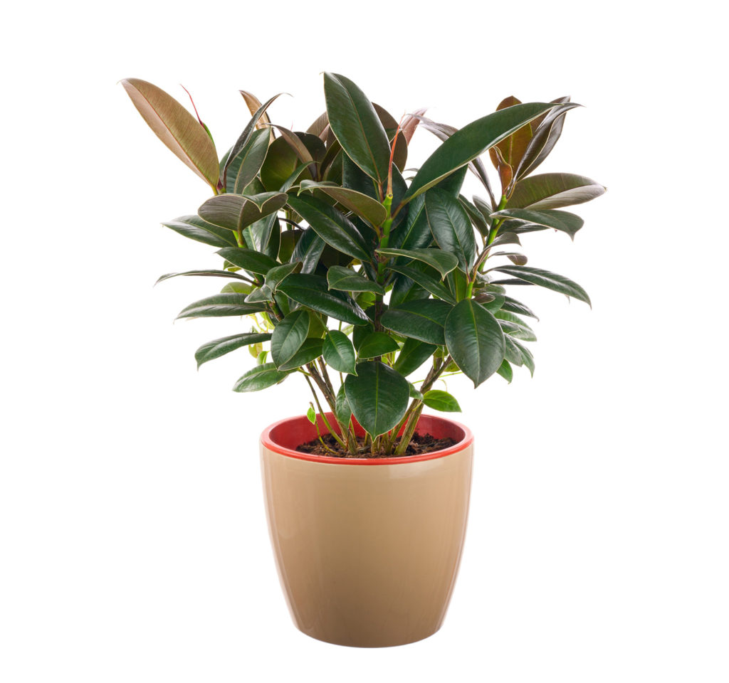 Ficus Elastica Interior Plant