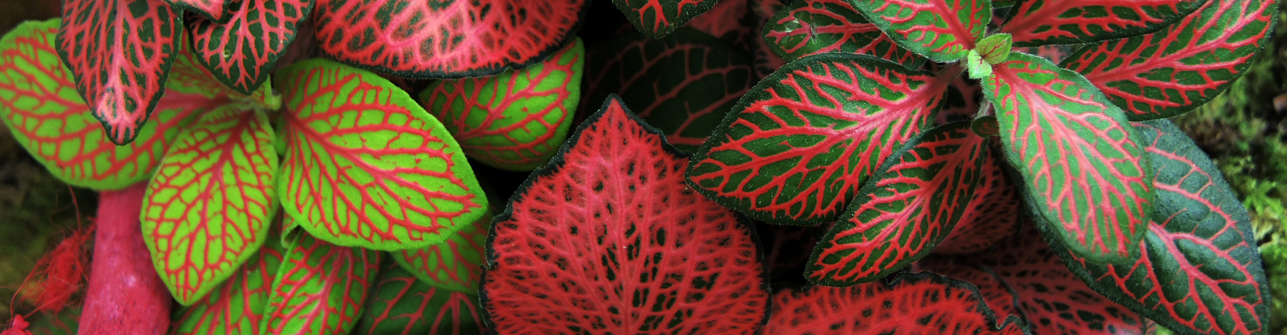 Interior Plants and Flowers