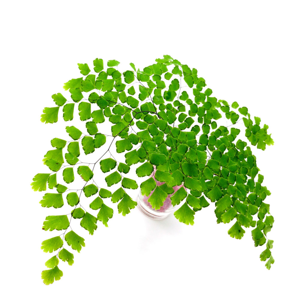 Maidenhair Fern Interior Plant