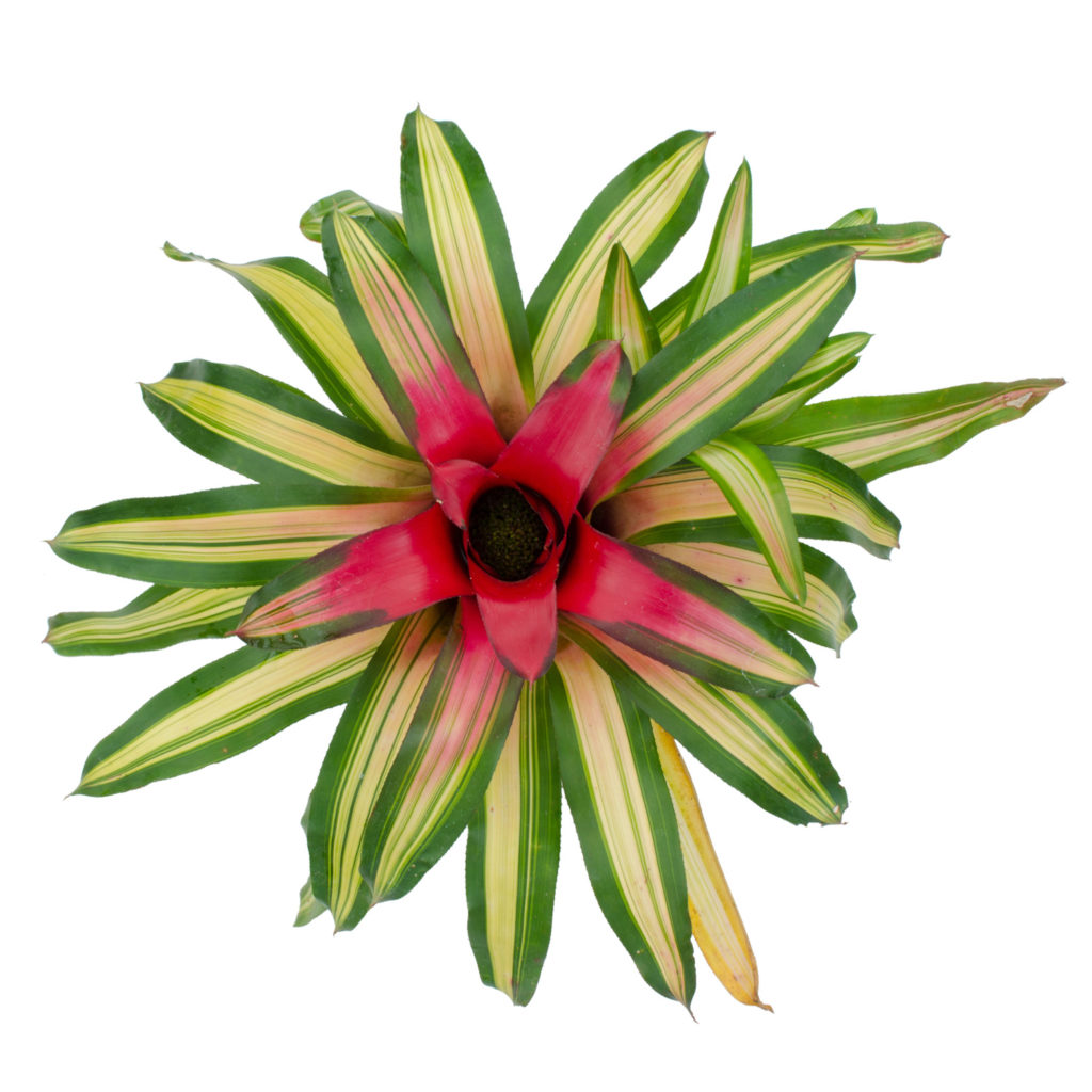 Neoregelia Tri-Color Bromeliad Interior Plant