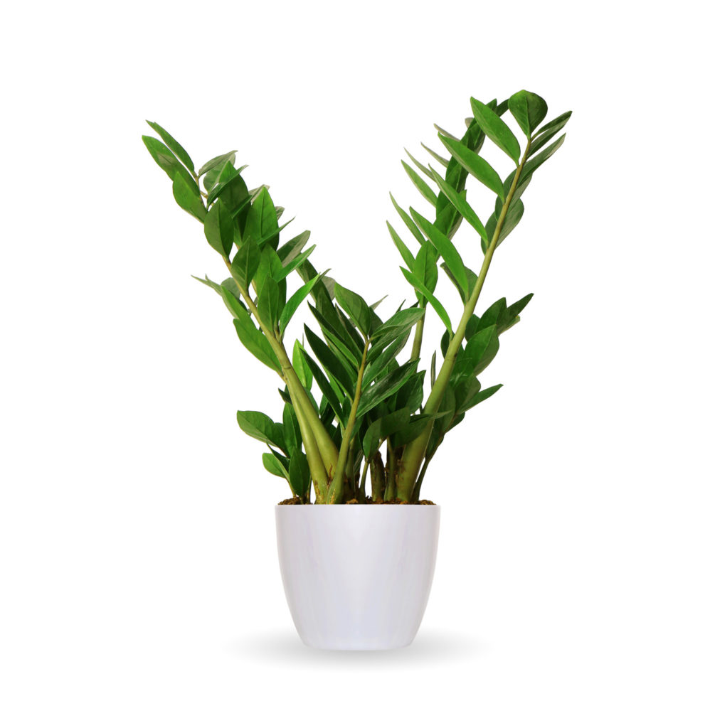 How to Care for Zamioculcas Zamifolia Interior Plant